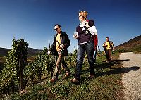 Wandern durch die Weinberge